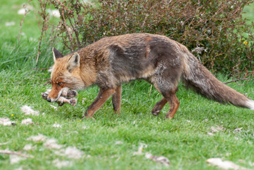 Renard roux, Vulpes vulpes