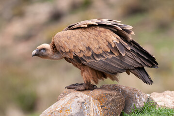 Vautour fauve,. Gyps fulvus, Griffon Vulture