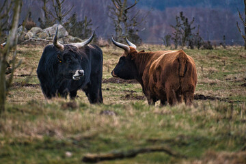 Black and white shot of highland cattle on a meadow. Powerful horns brown fur.