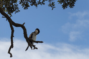 Pied cormorant on a tree branch, blue sky on background, New Zealand.