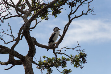 Pied cormorant on a tree branch, blue sky on background, New Zealand.