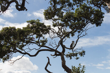 Fototapeta na wymiar Pied cormorant on a tree branch, blue sky on background, New Zealand.
