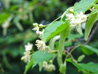 branch of a linden tree blooms in spring