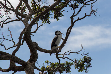 Pied cormorant on a tree branch, blue sky on background, New Zealand.