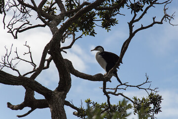 Pied cormorant on a tree branch, blue sky on background, New Zealand.