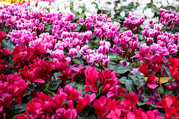 Cyclamen perscum mill flowers blooming in natural colorful garden of park background