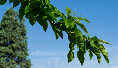 Close-up of beginning flowering Castanea sativa (sweet or Spanish chestnut) in public landscaped city park "Krasnodar" or "Galitsky Park". Sunny spring 2021