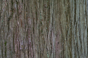 Textured bark of Taxodium mucronatum (Taxodium Huegelii Lawson), commonly known as Montezuma bald cypress. This large evergreen tree grows in Arboretum Park Southern Cultures in Sirius (Adler) Sochi.