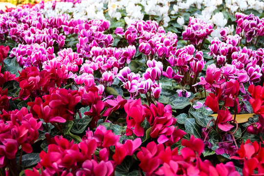 Cyclamen perscum mill flowers blooming in natural colorful garden of park background