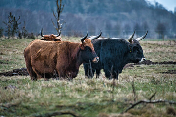 Black and white shot of highland cattle on a meadow. Powerful horns brown fur.