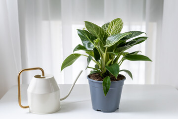 New houseplant Philodendron Birkin in shipping pot and watering can on white table.