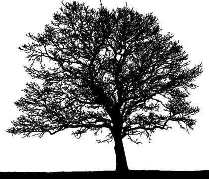 Black vector image of a silhouette of a big  tree in winter, isolated on a white background.