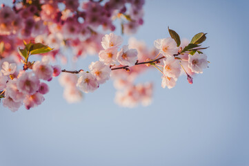 Spring banner, branch of blossoming cherry against background of blue sky. Pink sakura flowers,  spring landscape. Soft focus, copy space.