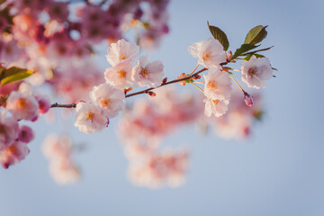 Spring banner, branch of blossoming cherry against background of blue sky. Pink sakura flowers,  spring landscape. Soft focus, copy space.