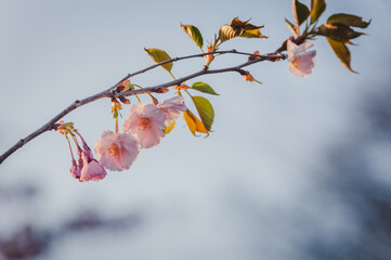 Spring banner, branch of blossoming cherry against background of blue sky. Pink sakura flowers. Soft focus, copy space.
