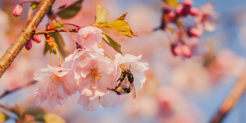 Selective focus of beautiful branches of pink Cherry blossoms with a bee  on the tree under blue sky. Beautiful Sakura flowers during spring season in the park. Nature floral background.