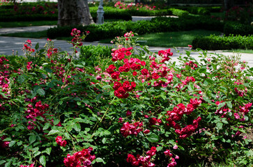 Beautiful red roses bush in garden at summer day