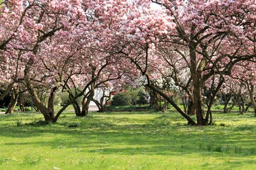 Fototapeta premium beautiful flowering magnolia trees in a park