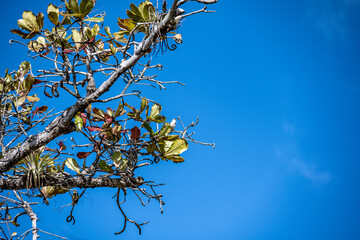 landscape with trees against the background of the sea and blue sky 