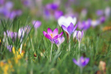 Blooming purple crocus spring flower on blurry grass background during early spring