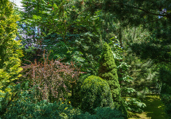 Beautiful landscaped garden with evergreens. Example using purple barberry, green Picea glauca Conica and boxwood Buxus, juniper Juniperus squamata Blue carpet amd pines on background. Selective focus