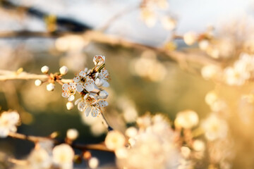 Flowers on branch of European 'Prunus domestica' fruit tree in spring
