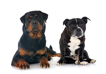 staffordshire bull terrier and rottweiler