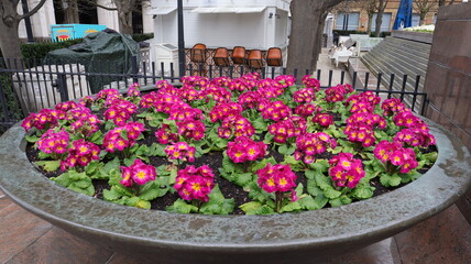 Primrose flower in a garden, Primrose flower in a big pot