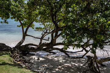 tropical landscape with sandy beach boat and palm trees in Dominican Republic 