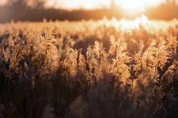 Sunset over the field of grass