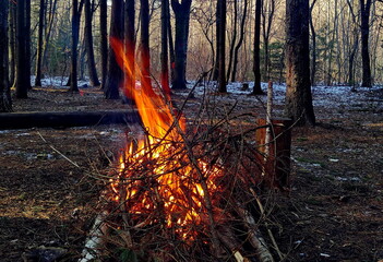 fire in the forest