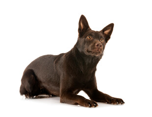 Fototapeta premium Australian Kelpie in studio
