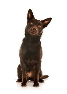 Australian Kelpie in studio