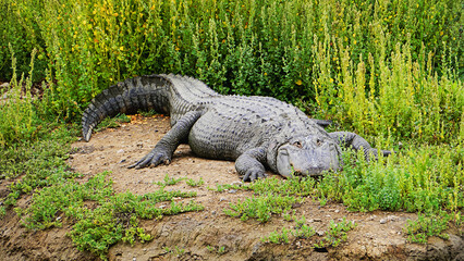 Fototapeta premium The dark gaze of the alligator/Le regard ténébreux de l'alligator