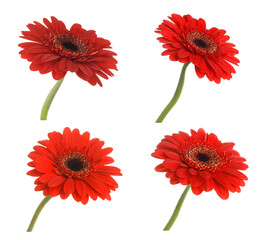 Set of beautiful red gerbera flowers on white background