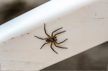 big brown spider on a light background 