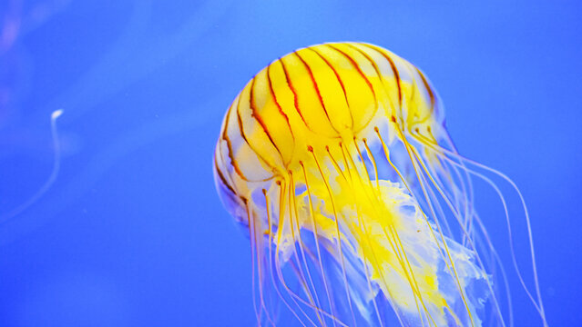 Jellyfish dance/La danse de la m&eacute;duse