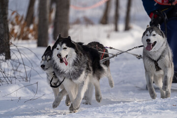 Husky dogs in harness. Husky in winter. 