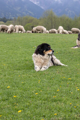 Sheepdog protecting sheep.