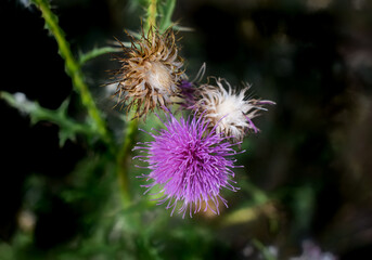 Thistle flower. Violet flower blooming on meadow