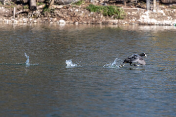 The Eurasian coot, Fulica atra swimming on the Kleinhesseloher Lake at Munich, Germany