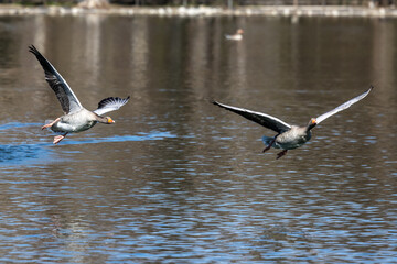 The flying greylag goose, Anser anser is a species of large goose