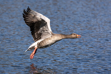 The flying greylag goose, Anser anser is a species of large goose