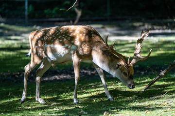 The fallow deer, Dama mesopotamica is a ruminant mammal
