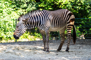 Obraz na płótnie Canvas Hartmann's Mountain Zebra, Equus zebra hartmannae. An endangered zebra