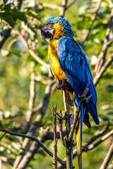 The Blue-and-yellow Macaw, Ara ararauna is a large South American parrot