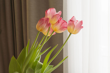 bouquet of tulips in the background of curtains