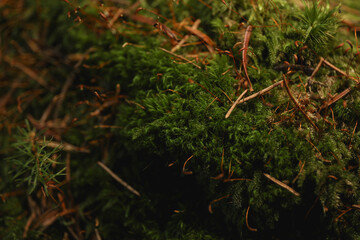 Moss in Carpathian mountains, close up and selective focus