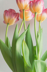 bouquet of tulips with focus on leaves