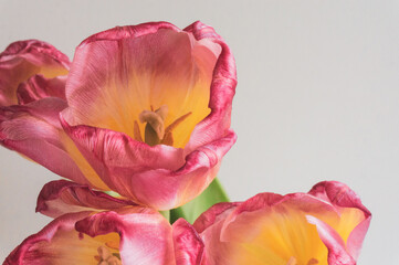 bouquet of tulips close-up